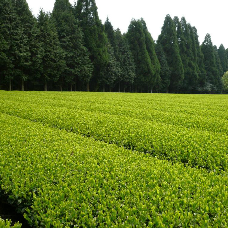An organic tea garden